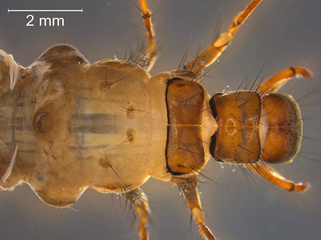 Limnephilus binotatus